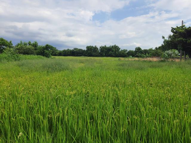 蘆竹農地-1