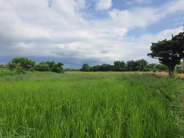 蘆竹農地-2