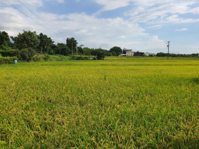 桃園蘆竹農地-5